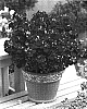 Nemesia%20hybrida%20%27Wesneche%27