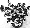 Scaevola%20aemula%20%27Wesscaetowhi%27