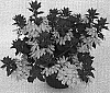 Scaevola%20aemula%20%27Wesscaetopi%27
