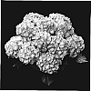 Hydrangea%20hybrida%20%27Agrihydravijf%27
