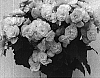 Begonia%20x%20hiemalis%20%27BBBON%20WIT%27