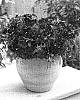 Phlox%20hybrida%20%27Wespovio%27