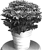Chrysanthemum%20x%20morifolium%20%27Yodurango%27