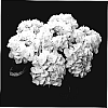 Hydrangea%20hybrida%20%27Agrihydrazeven%27