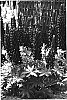 Lupinus%20hybridus%20%27Masterpiece%27