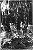 Lupinus%20hybridus%20%27Masterpiece%27