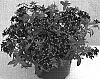 Phlox%20hybrida%20%27Wespofu%27