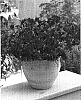 Phlox%20hybrida%20%27Wespohopi%27