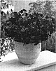 Phlox%20hybrida%20%27Wespore%27