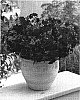 Phlox%20hybrida%20%27Wespore%27