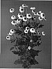 Chrysanthemum%20x%20morifolium%20%27Dekcadena%27