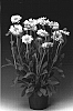 Gaillardia%20aristata%20%27Granyel%27