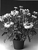 Gaillardia%20aristata%20%27Granoran%27