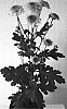 Chrysanthemum%20x%20morifolium%20%27Deknavona%27