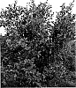 Vaccinum%20%27Robeson%27