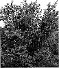 Vaccinum%20%27Robeson%27