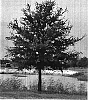 Quercus%20virginiana%20%27FBQV22%27