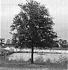 Quercus%20virginiana%20%27FBQV1%27