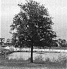 Quercus%20virginiana%20%27FBQV1%27
