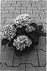 Hydrangea%20macrophylla%20%27Horpill%27