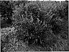 Vaccinium%20corymbosum%20%27Beaufort%27