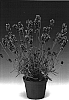 Lavandula%20angustifolia%20%27Lablusa%27