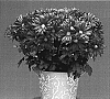 Chrysanthemum%20x%20morifolium%20%27Currant%20Yoirvine%27
