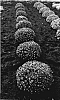 Chrysanthemum%20x%20hybrida%20%2700-100-216%27