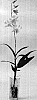 Dendrobium%20Sw.%20%27SPCDW0602%27