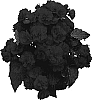 Begonia%20x%20hiemalis%20%27BBOLY%27