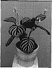 Justicia%20pictifolia%20%27Zebra%27