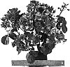 Rosa%20hybrida%20%27WEKrosopela%27