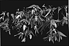 Begonia%20hybrida%20%27Yamance%27