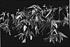 Begonia%20hybrida%20%27Yamance%27
