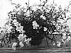 Nemesia%20fruticans%20%27Dannemes4%27