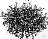Jamesbrittenia%20hybrida%20%27Danbrit7%27