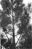 Pinus%20taeda%20%27CF%20Q7766%27