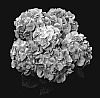 Hydrangea%20hybrida%20%27Agrihydravier%27