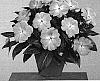 Impatiens%20hawkeri%20%27Fisupnic%20Orlav%27