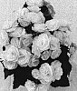 Begonia%20x%20hiemalis%20%27BBVOLFU%27