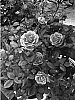 Rosa%20hybrida%20%27Radral%27