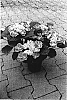 Hydrangea%20macrophylla%20%27Horlau%27