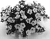 Calibrachoa%20sp.%20%27Filindura%20White%27
