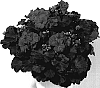 Pelargonium%20zonale%20%27KLEPZ07200%27