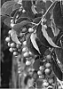 Celastrus%20scandens%20%27Bailumn%27