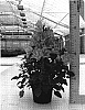 Campanula%20formanekiana%20%27PKMFOR168%27