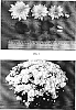 Chrysanthemum%20morifolium%20%27Grano%20Yellow%27