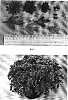 Chrysanthemum%20morifolium%20%27Grano%20Red%27