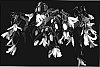 Begonia%20hybrida%20%27Yagance%27