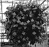 Browallia%20hybrida%20%27UNHBR15%27
